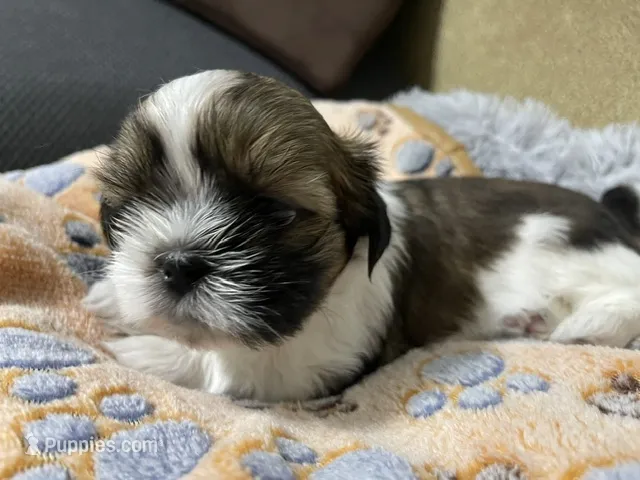 Countess/Tess – Shih Tzu puppy for sale in Ocala, FL
