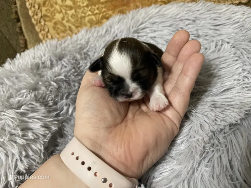 Duchess - Live Streamed Daily! – Shih Tzu puppy for sale in Ocala, FL