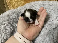 Duchess, a female Shih Tzu for sale in Ocala, FL – 3 of 5