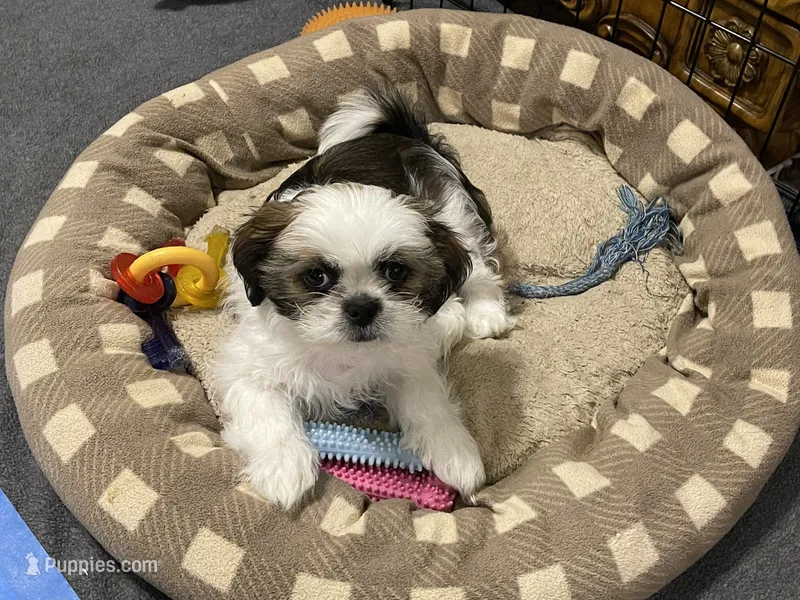 Sweetie – Shih Tzu puppy for sale in Ocala, FL