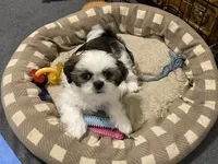 Ellie, a female Shih Tzu for sale in Ocala, FL – 1 of 8