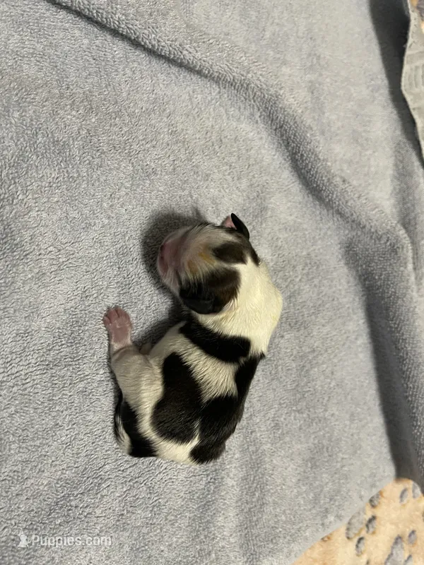 Princess – Shih Tzu puppy for sale in Ocala, FL