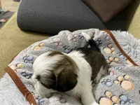 Empress/Priscilla, a female Shih Tzu for sale in Chattahoochee, FL – 3 of 6