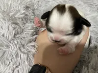 Princess, a female Shih Tzu for sale in Ocala, FL – 3 of 5
