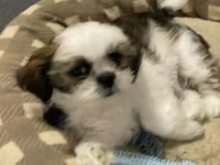 Ellie, a female Shih Tzu for sale in Ocala, FL – 8 of 8