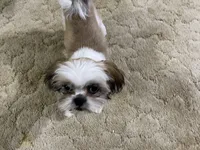 Ellie (Tallahassee/Ocala), a female Shih Tzu for sale in Ocala, FL – 2 of 9