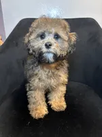 Grizz, a male Shih Tzu for sale in Dover, DE – 3 of 3