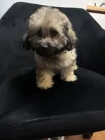 Luna, a female Shih Tzu for sale in Dover, DE – 2 of 3