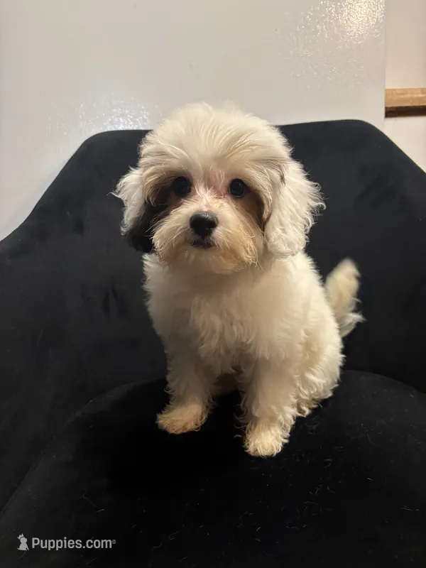 Clue – Shih Tzu puppy for sale in Dover, DE