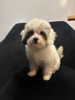 Clue, a male Shih Tzu for sale in Dover, DE – 1 of 2