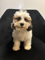Becky, a female Shih Tzu for sale in Dover, DE – 2 of 2