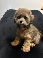 Grizz, a male Shih Tzu for sale in Dover, DE – 2 of 3