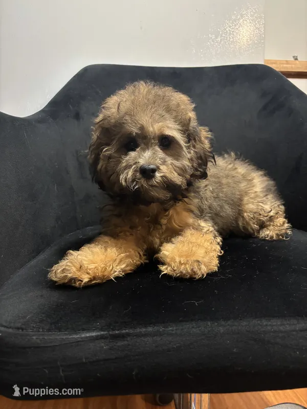 Grizz – Shih Tzu puppy for sale in Dover, DE