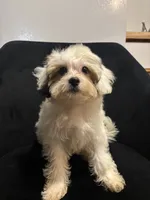 Clue, a male Shih Tzu for sale in Dover, DE – 2 of 2
