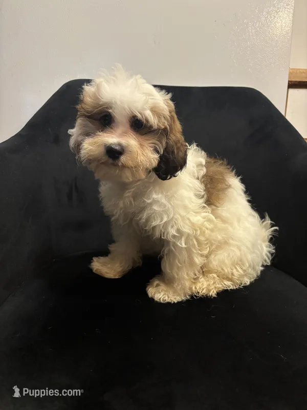 Becky – Shih Tzu puppy for sale in Dover, DE