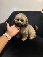 Luna, a female Shih Tzu for sale in Dover, DE – 3 of 3