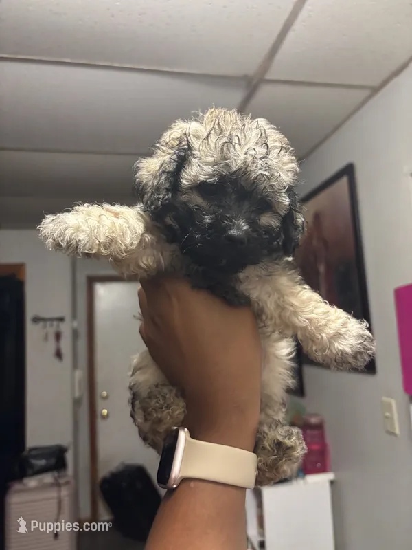 Luna – Shih Tzu puppy for sale in Dover, DE