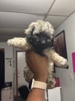 Luna, a female Shih Tzu for sale in Dover, DE – 1 of 3