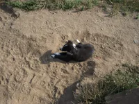 sue, a female Border Collie for sale in Elma, WA – Photo 3 of 4