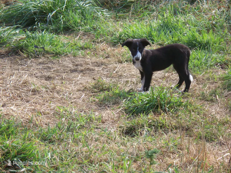 sue, a female Border Collie for sale in Elma, WA – Photo 1 of 4