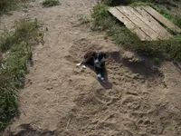 sue, a female Border Collie for sale in Elma, WA – Photo 2 of 4