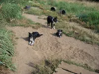 sue, a female Border Collie for sale in Elma, WA – Photo 4 of 4