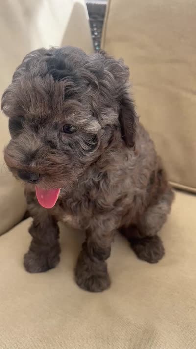 Brave (10-15lbs) , a male Aussiedoodle for sale in Calimesa, CA – 5 of 5