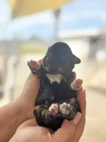 Pink collar (10-15lbs), a female Miniature Aussiedoodle for sale in Calimesa, CA – Photo 1 of 4