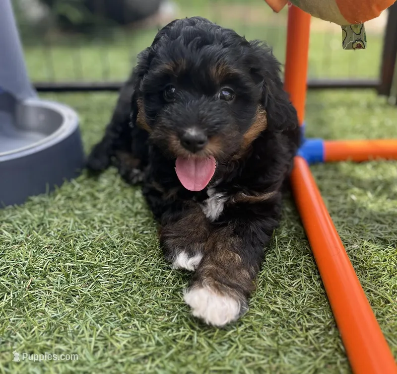 Blossom (10-15lbs) – Miniature Aussiedoodle puppy for sale in Calimesa, CA