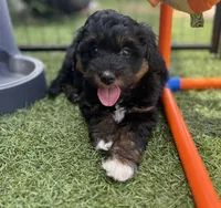 Blossom (10-15lbs), a female Aussiedoodle for sale in Calimesa, CA – 1 of 6