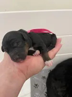 Pink collar (10-15lbs), a female Miniature Aussiedoodle for sale in Calimesa, CA – Photo 2 of 4