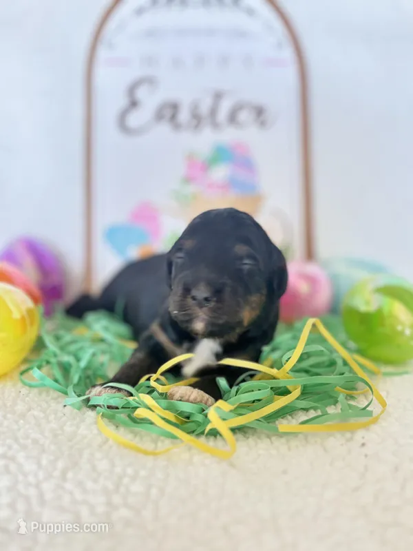 Blossom (10-15lbs) – Miniature Aussiedoodle puppy for sale in Calimesa, CA