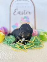 Blossom (10-15lbs), a female Miniature Aussiedoodle for sale in Calimesa, CA – Photo 1 of 5