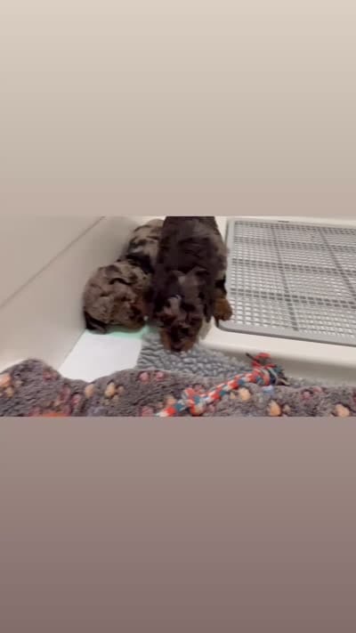 Star (8-10lbs), a female Aussiedoodle for sale in Calimesa, CA – 6 of 7