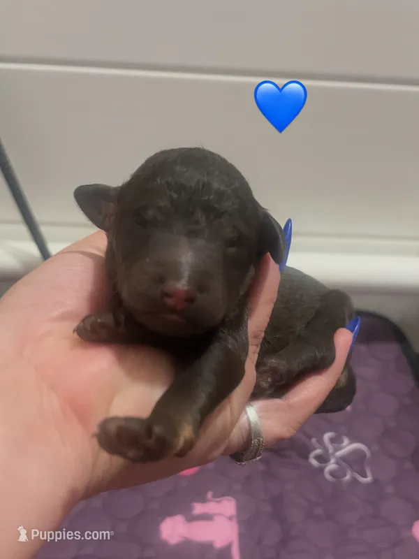 Teak – Poodle - Standard  puppy for sale in Calimesa, CA
