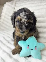 Star (8-10lbs), a female Aussiedoodle for sale in Calimesa, CA – 2 of 7