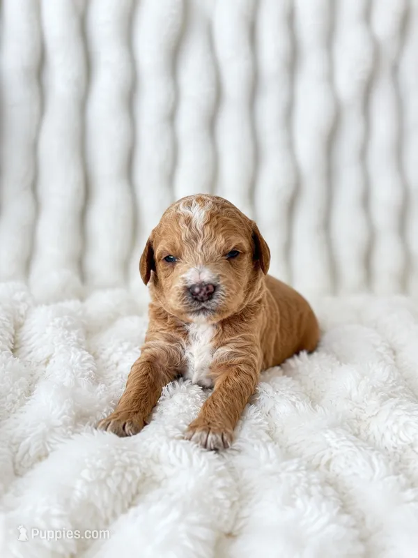 Milkyway  – Poodle - Miniature  puppy for sale in Calimesa, CA