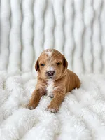 Milkyway , a male Poodle - Miniature  for sale in Calimesa, CA – 1 of 3