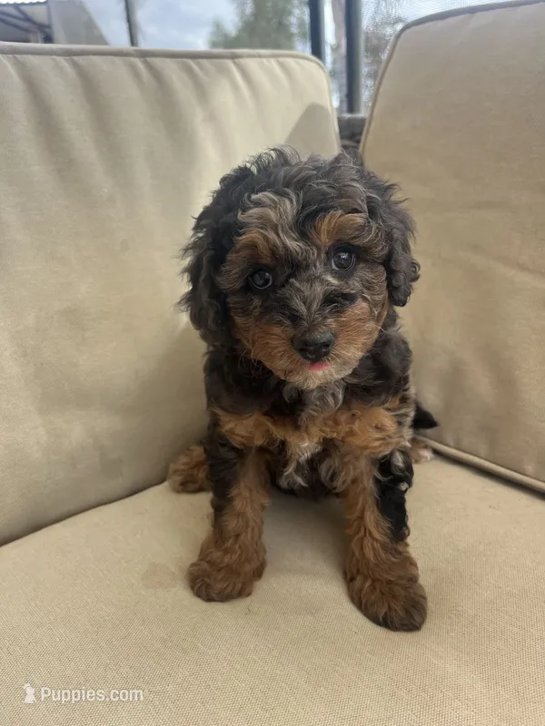 Star (8-10lbs) – Aussiedoodle puppy for sale in Calimesa, CA