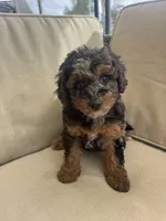 Star (8-10lbs), a female Aussiedoodle for sale in Calimesa, CA – 1 of 7