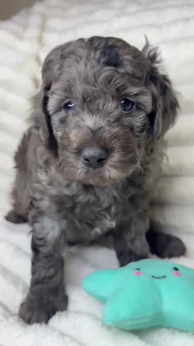 Brave (10-15lbs) , a male Aussiedoodle for sale in Calimesa, CA – 4 of 5