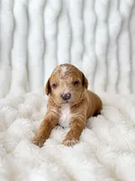 Milkyway , a male Poodle - Miniature  for sale in Calimesa, CA – 2 of 3
