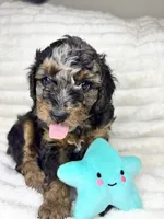 Star (8-10lbs), a female Aussiedoodle for sale in Calimesa, CA – 3 of 7