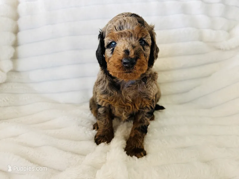 Freedom  – Aussiedoodle puppy for sale in Calimesa, CA