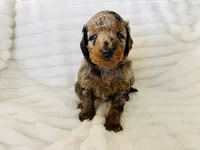 Freedom , a male Aussiedoodle for sale in Calimesa, CA – 1 of 1