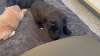 Twix , a male Poodle - Miniature  for sale in Calimesa, CA – 3 of 3