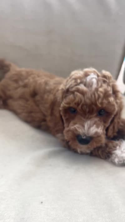 Milkyway , a male Poodle - Miniature  for sale in Calimesa, CA – 2 of 2