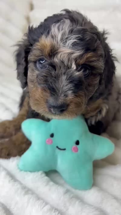 Star (8-10lbs), a female Aussiedoodle for sale in Calimesa, CA – 5 of 7