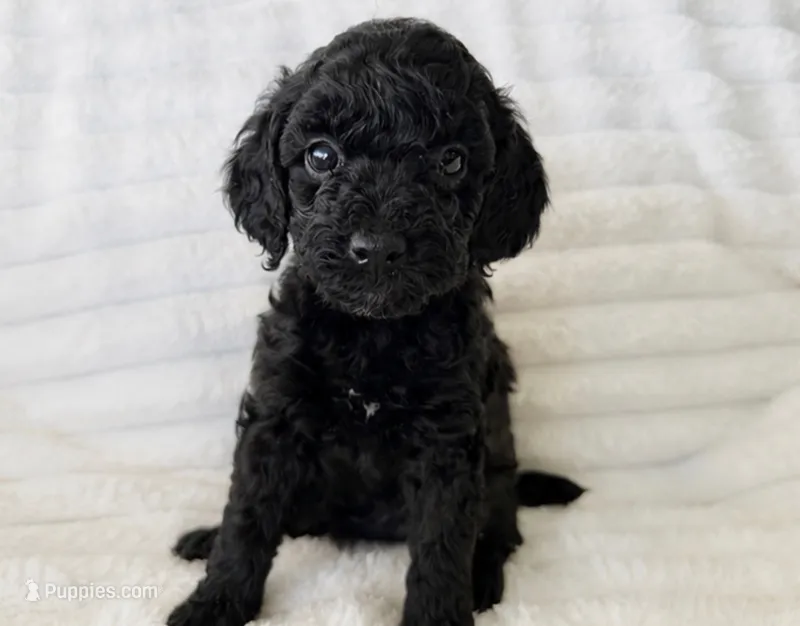 Java – Poodle - Miniature  puppy for sale in Calimesa, CA