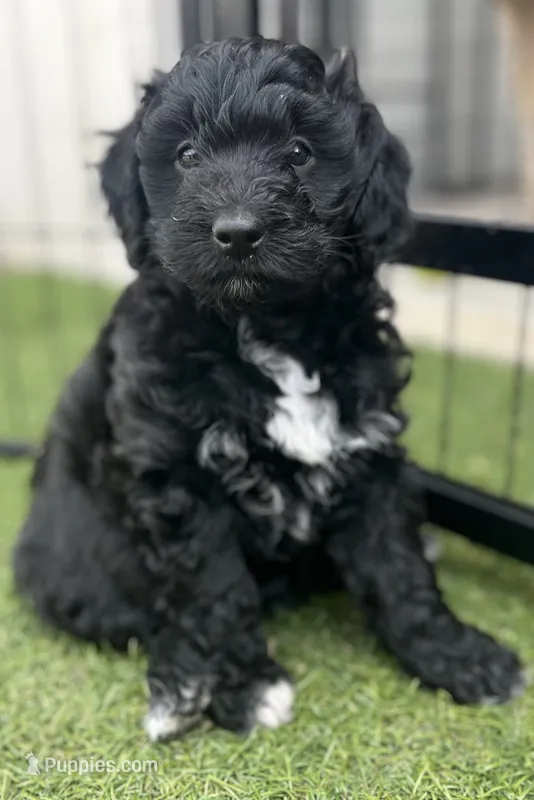 Beth (12-18lbs), a female Aussiedoodle for sale in Calimesa, CA – 1 of 6